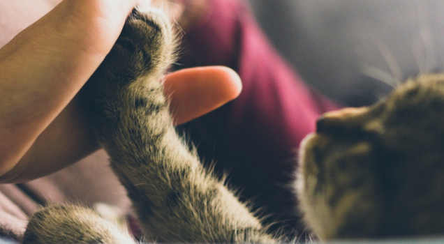 Senior Pets: How Much To Feed Your Pet