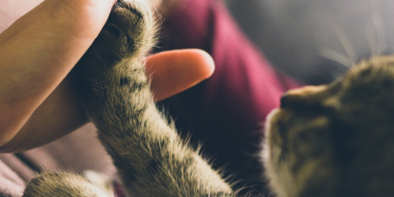 Senior Pets: How Much To Feed Your Pet